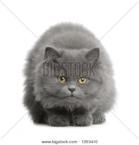  Persisk