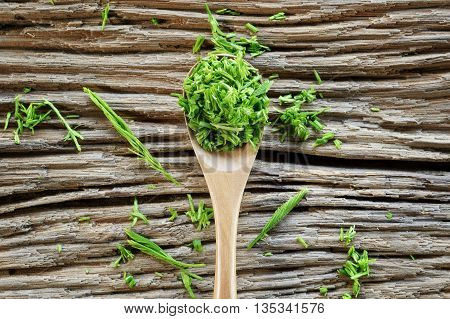acacia pennata prepare for cooking - calls that cha-om in Thailand