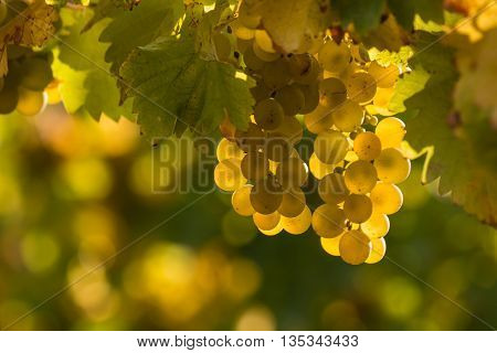 closeup of ripe grapes on vine in vineyard