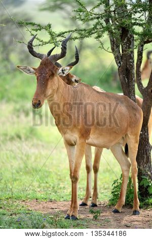 wild hartebeest (kongoni) african antelope in natural park