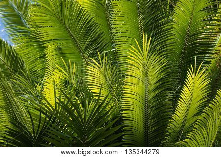 fresh palm tree leaves against blue sky