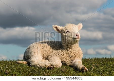 closeup of baby lamb basking on grass