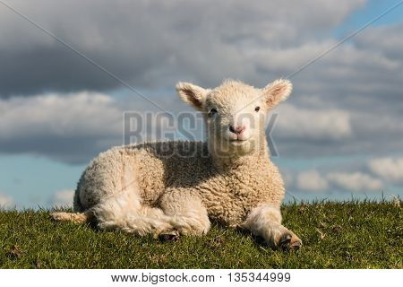 closeup of newborn lamb resting on grass