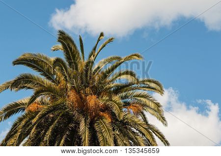 date palm leaves against blue sky with clouds
