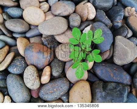 Survival Plant grew up among the zen stones