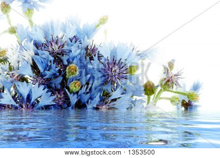 Blumen