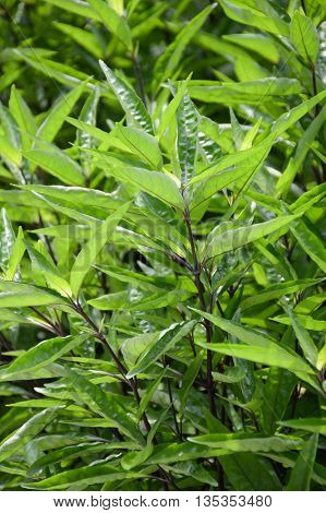 fresh green Barleria lupulina plants in nature garden
