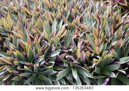 close up Tradescantia spathacea plants in nature garden