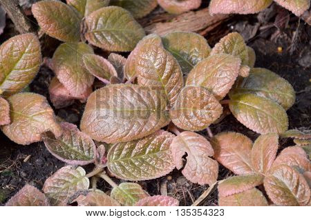 close up Episcia plants in nature garden