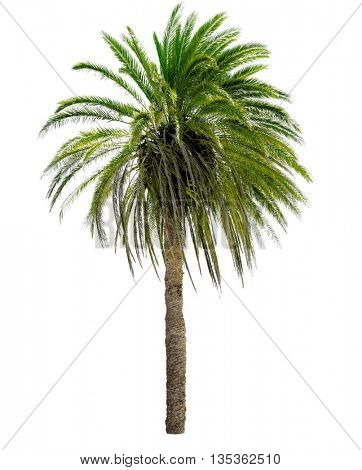 Palm tree with a large crown. Isolated over white.