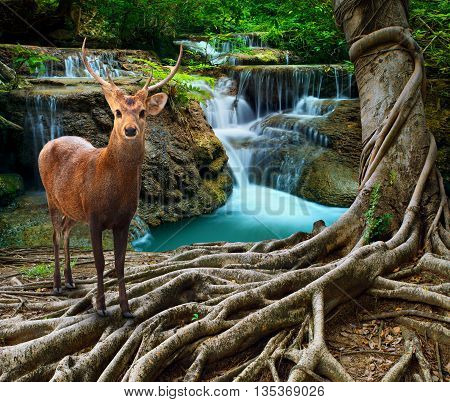 sambar deer standing beside bayan tree root in front of lime stone water falls at deep and purity forest use for wild life in nature theme