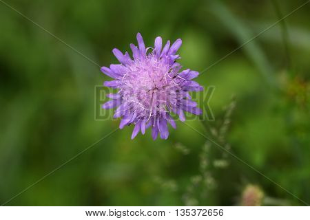 Flower of a Wood Scabious (Knautia dipsacifolia)