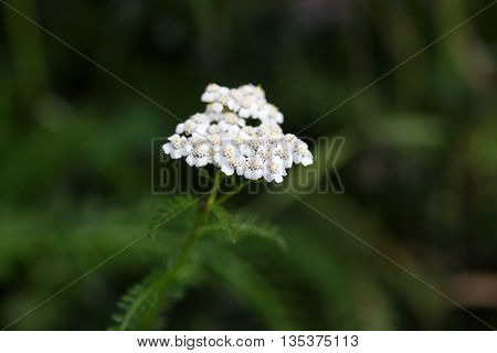 Macro photo of common yarrow (Achillea millefolium) flowers.