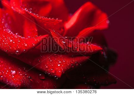 Red Rose With Water Drops