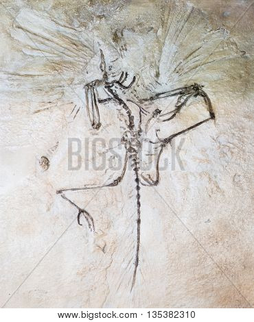 Fossil of prehistoric bird in stone - detail