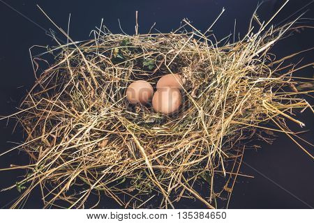 Domestic fresh eggs in the nest of dry grass