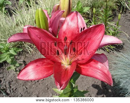 Hybrids liliy pink-red flowers and buds .