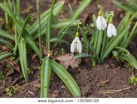 Spring snowdrop flowers blooming in sunny day