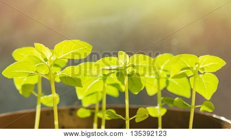 young Basil sprouts in the rays of sunlight