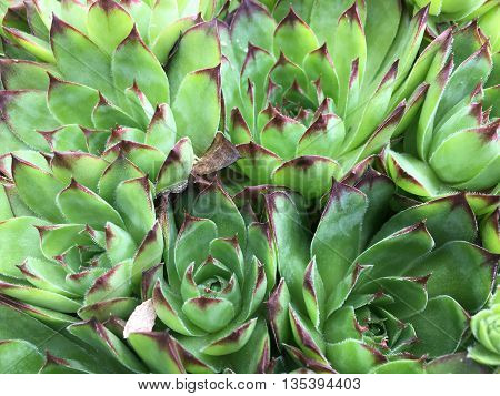 Pattern and texture of nice green flowers