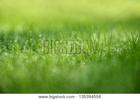 Grass Background : Abstract natural background green grass with a beautiful bokeh. Dew in an early morning on the top of the grasses.