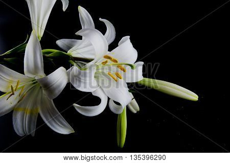 Flowers and buds of lilies on a black background