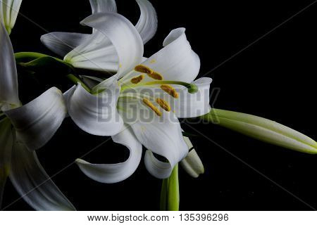 Flowers and buds of lilies on a black background