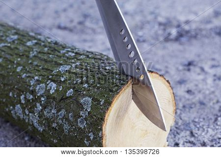 the machete stuck in a tree stump