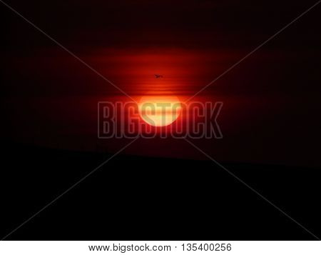 bird flying over orange sun at sunset