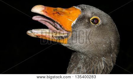 Fierce-looking greylag goose display several rows of sharp teeth