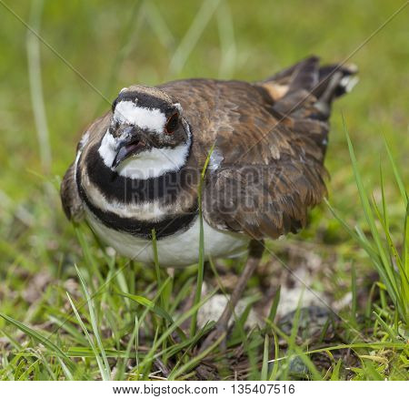 Killdeer sounding the alarm as a photographer gets close to its nest