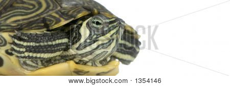  Żółw - Acanthochelys