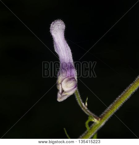 Northern wolfsbane Aconitum lycoctonum bursting flower macro selective focus shallow DOF