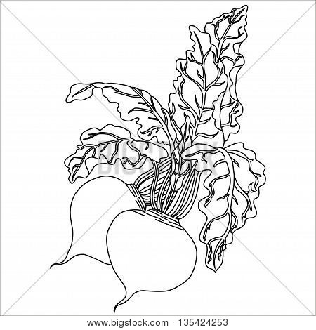 Black. Beetroot Isolated on White. Flat Design Style. Vector illustration. Cartoon vector Illustration.