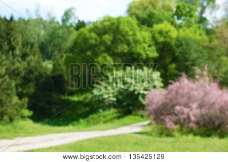 Beautiful pink tamarisk in botanical garden