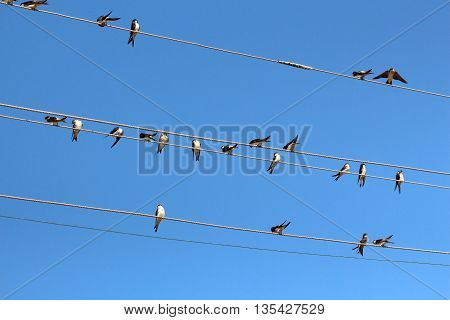 Swallows on Power Lines against blue sky