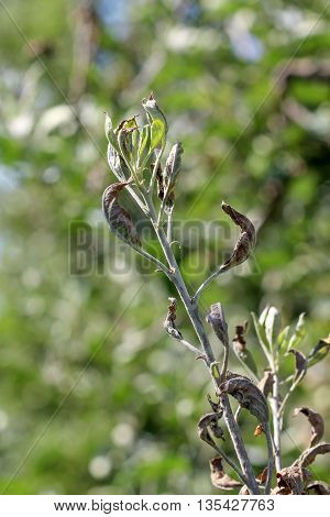 picture of an apple leaves infected and damaged by fungus disease powdery mildew