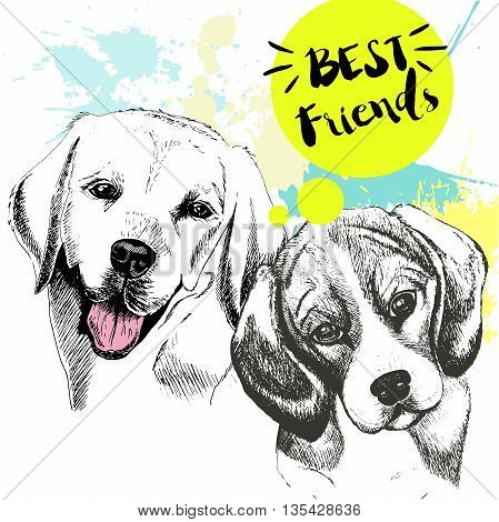 Vector hand drawn concept of labradoe retriever and beagle frienship. Color hand drawn domestic dog illustration. Decorated with blue blots. Best friends.