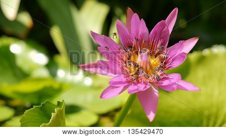 Close Up And Blury Background Honey Bee Flying And Bees Collecting Pollen In Deep Of Colorful Bloomi