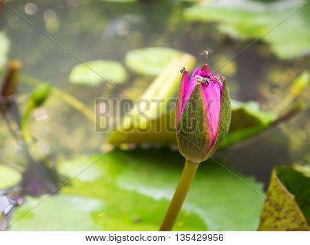 Close Up And Blur Background Honey Bee Flying And Bees Collecting Pollen In Deep Of Colorful Bloomin