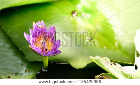 Close Up And Blur Background Morning Tone Honey Bee Flying And Bees Collecting Pollen In Deep Of Col
