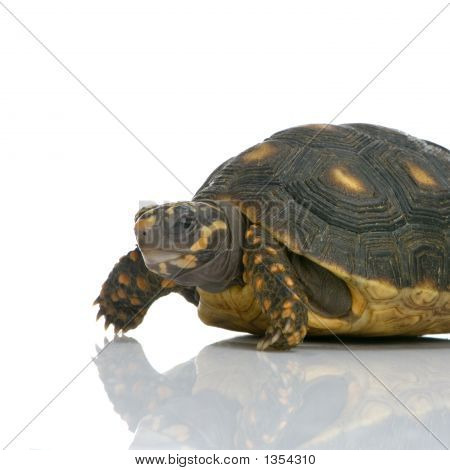  Żółw Żabuti - Geochelone Carbonaria
