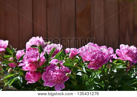 Peony background. Fuchsia pink peonies on wooden background with place for text. Spring flowers peonies.