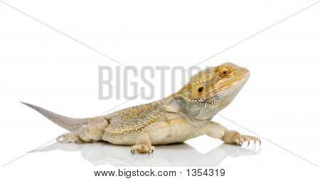  Bartagame Pogona vitticeps