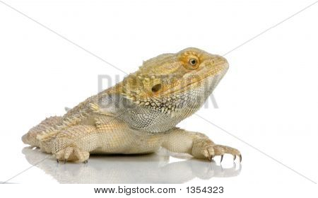  Bartagame Pogona vitticeps