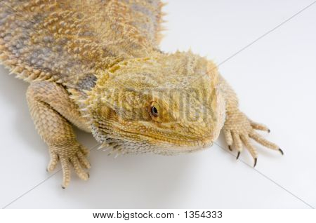  Bartagame Pogona vitticeps