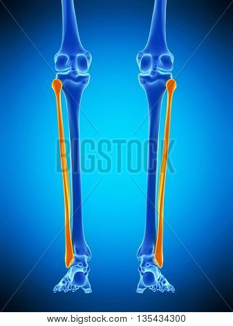 3d rendered, medically accurate illustration of the fibular