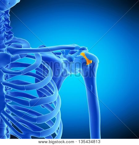 3d rendered, medically accurate illustration of the transverse humeral ligament