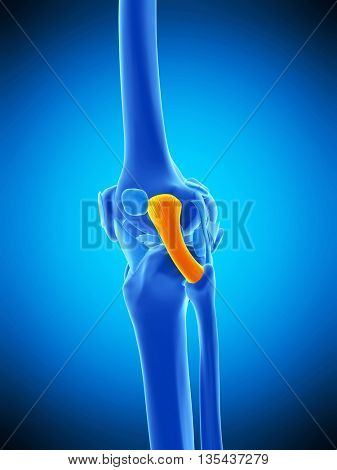 3d rendered, medically accurate illustration of the fibular collateral ligament