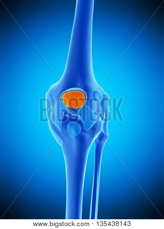 3d rendered, medically accurate illustration of the subcutaneous prepatellar bursa